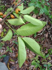 Maytenus guyanensis