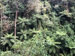 Sphaeropteris lepifera