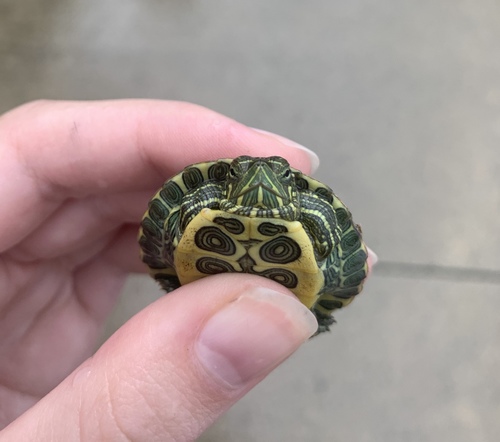 Trachemys scripta image