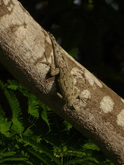 Sceloporus lundelli