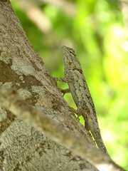 Sceloporus lundelli