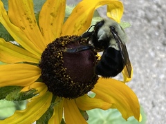Bombus impatiens