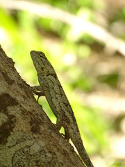 Sceloporus lundelli