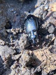 Platynina