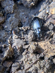 Platynina