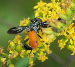 Galactomyia