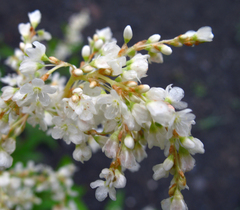 Koenigia panjutinii