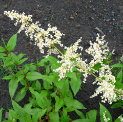 Koenigia panjutinii