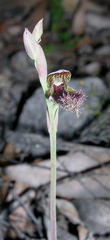 Calochilus uliginosus