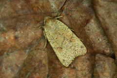 Agrochola laevis