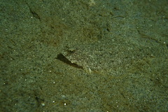 Citharichthys stigmaeus