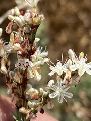 Eriogonum wrightii dentatum