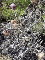 Ptilostemon hispanicus