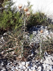 Ptilostemon hispanicus