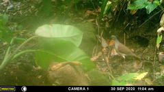 Leptotila plumbeiceps