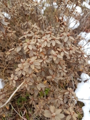 Rhododendron parvifolium