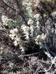 Teucrium lusitanicum