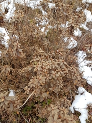 Rhododendron parvifolium