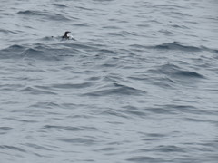 Synthliboramphus scrippsi