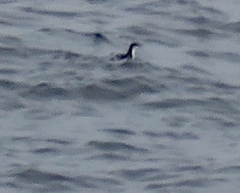 Synthliboramphus scrippsi