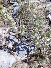 Cistus atriplicifolius