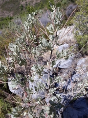 Cistus atriplicifolius