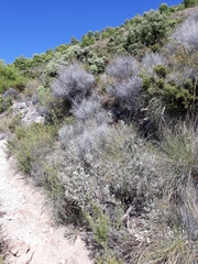 Cistus atriplicifolius