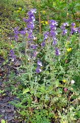 Nepeta cyanea