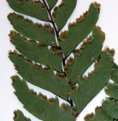 Adiantum fulvum