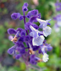 Nepeta cyanea