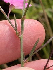 Agalinis decemloba