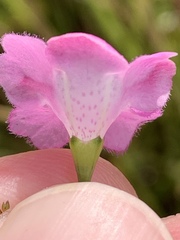 Agalinis decemloba