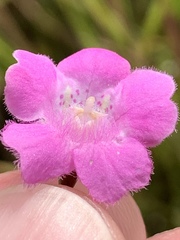 Agalinis decemloba