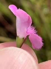 Agalinis decemloba