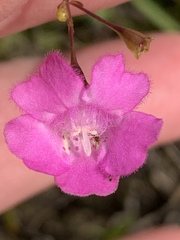 Agalinis decemloba
