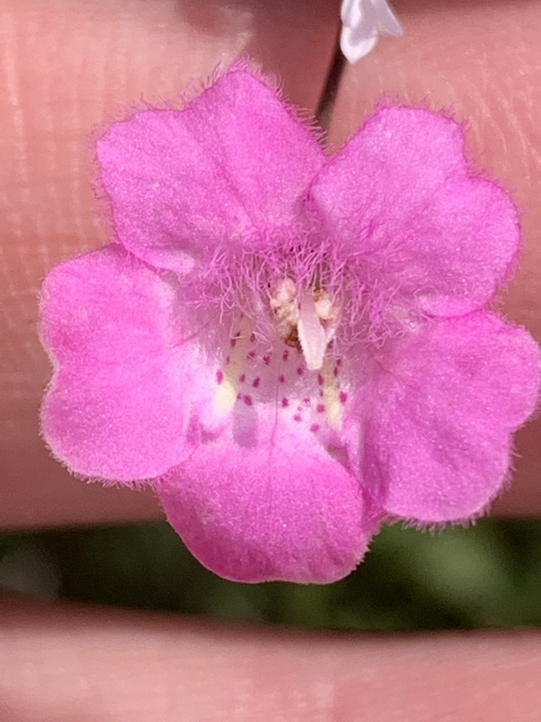 tenlobe false foxglove