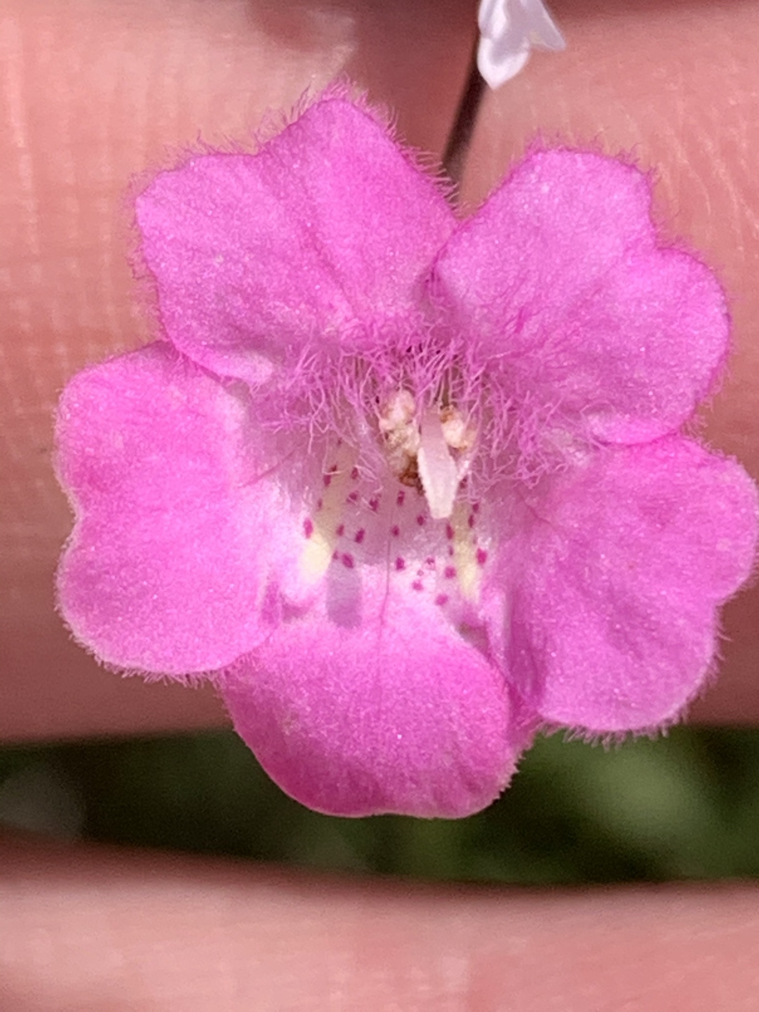 Agalinis decemloba