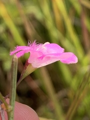 Agalinis decemloba