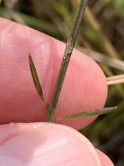 Agalinis decemloba