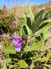 Penstemon cardwellii