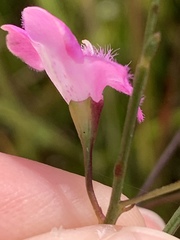 Agalinis decemloba