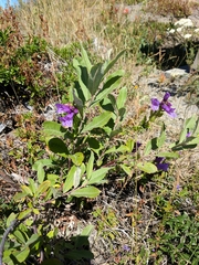 Penstemon cardwellii