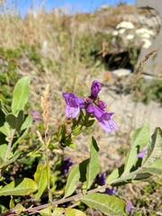Penstemon cardwellii
