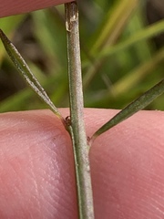 Agalinis decemloba