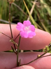 Agalinis decemloba