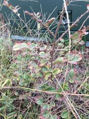 Loropetalum chinense