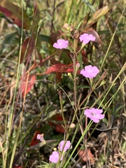 Agalinis decemloba