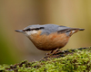 Eurasian Nuthatch - Photo (c) Frank Vassen, some rights reserved (CC BY)
