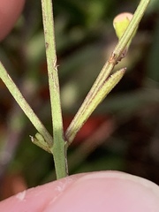 Agalinis decemloba