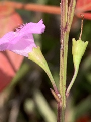 Agalinis decemloba